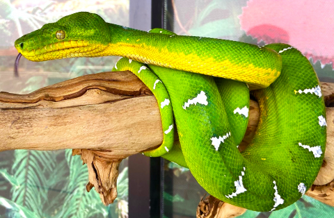 Adult Emerald Tree Boas