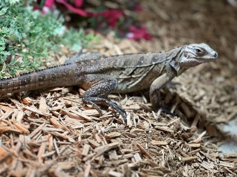 Small Cuban Rock Iguanas