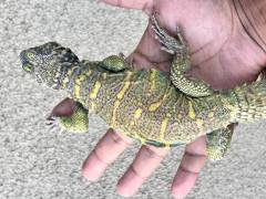 Sub Adult Ornate Uromastyx