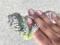 Sub Adult Ornate Uromastyx