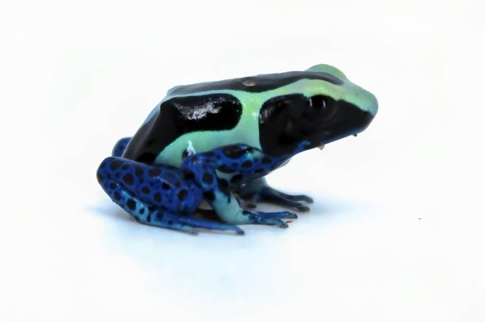 Lxc s shops dart frog