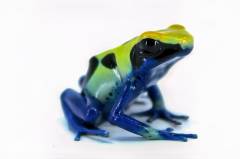 Cobalt Tinc Dart Frogs