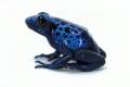 Blue Azureus Dart Frogs