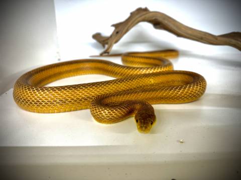 Adult Yellow Ratsnakes