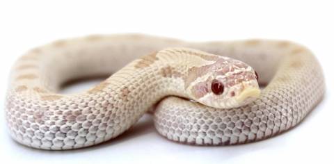 Baby Yeti Western Hognose Snakes