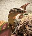 Baby Sumatran Water Monitors