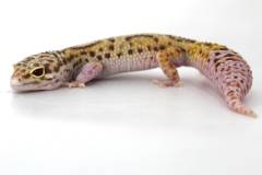 Adult Female Radar Leopard Geckos