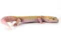 Adult Female APTOR Leopard Geckos