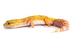 Adult Female Typhoon Leopard Geckos