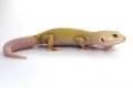 Adult Female Rainwater Patternless Albino Leopard Geckos