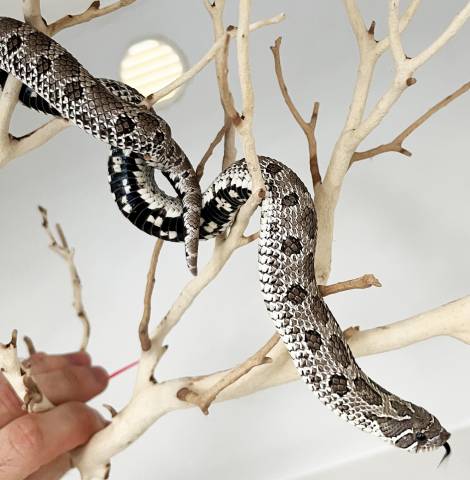 Sub Adult Female Axanthic Western Hognose Snake