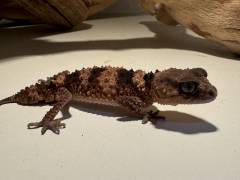 Male Northern Banded Knob Tailed Gecko cinctus