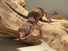 Female Northern Banded Knob Tailed Gecko cinctus