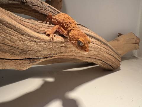 Female Rough Knob Tailed Gecko Amyae