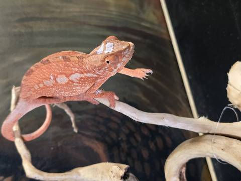 Medium Nosy Boraha Panther Chameleons