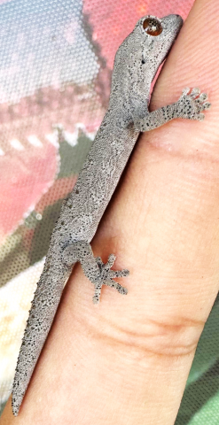 Eastern Spiny Tailed Geckos