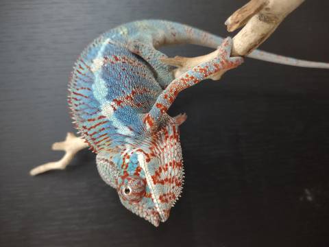 Medium Male Ambilobe Panther Chameleons