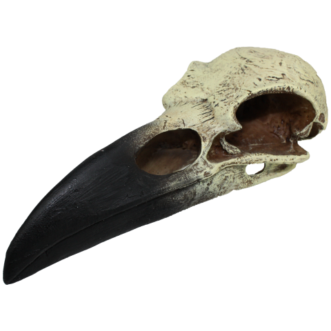 Komodo Raven Skull Large