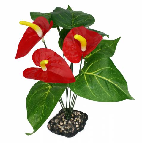 Komodo Anthurium Bush with gravel