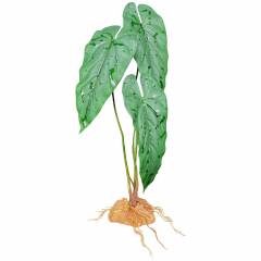 Komodo Emerald Vine Standing Plant