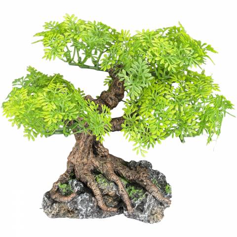 Komodo Bonsai Tree Small