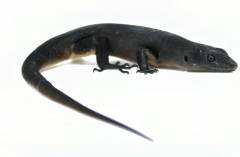 Black Tree Skinks