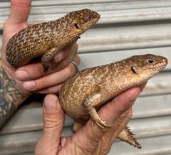 Gidgee Skinks