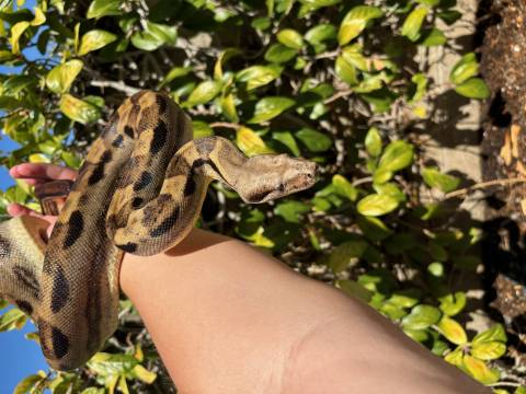 Medium Motley Colombian Boas