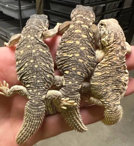 Small Giant Egyptian Uromastyx Microlepis