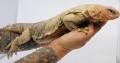 Small Giant Egyptian Uromastyx Microlepis