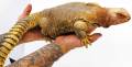 Small Giant Egyptian Uromastyx Microlepis