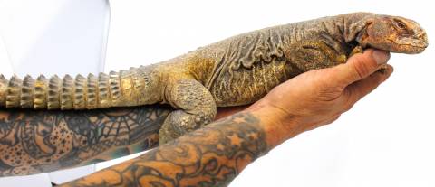 Adult Giant Egyptian Uromastyx Microlepis