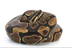 Medium Gravel Ball Pythons