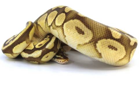 Medium Lesser Pastel Ball Pythons