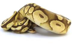 Medium Lesser Pastel Ball Pythons