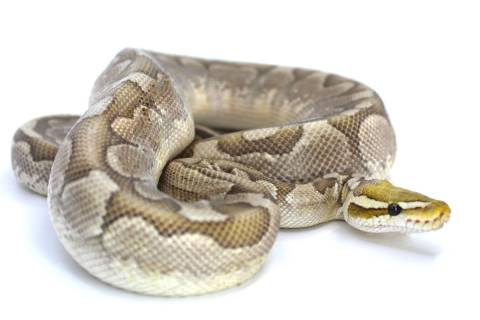 Medium Bamboo Ball Pythons