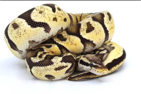 Medium Firefly Ball Pythons 