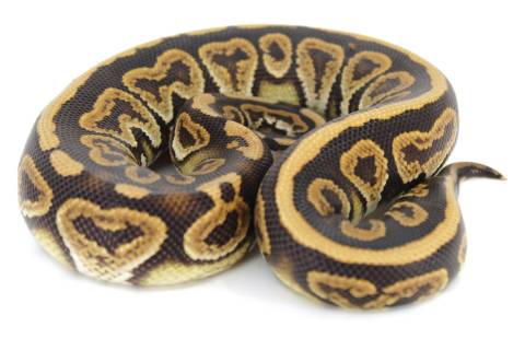 Medium Black Pastel Ball Pythons