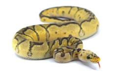 Medium Killer Clown Ball Pythons