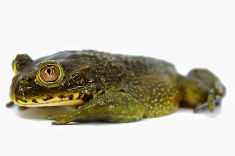 Chilean Wide Mouthed Toads