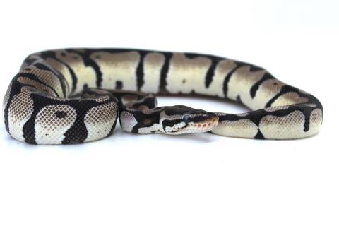 Medium Male Enchi VPI Axanthic Ball Python