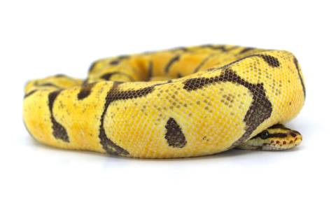 Sub Adult Female Super Enchi Pastel Ball Python