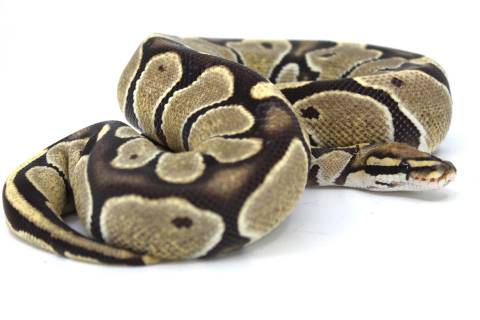 Sub Adult Female Desert Ghost Ball Python