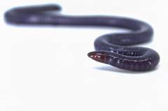 Congo Caecilians