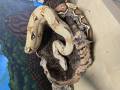 Female VPI T Positive Colombian Boa