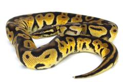 Sub Adult Pastel Ball Pythons