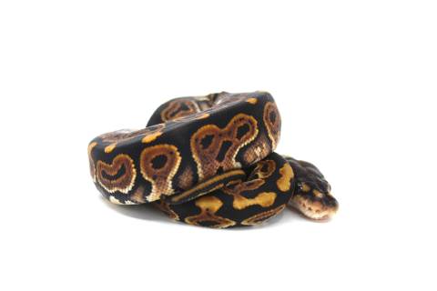 Baby Black Pastel Ball Pythons