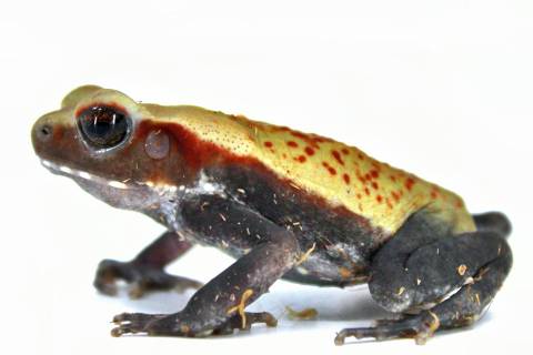 Baby Suriname Smooth Sided Toads