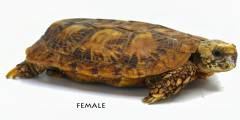 Adult Pancake Tortoise Pair