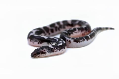 Baby Anery Splash Kenyan Sand Boas